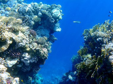 Mısır 'daki geniş mercan ve resif sakinleri.