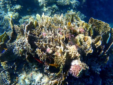 Mısır 'daki geniş mercan ve resif sakinleri.