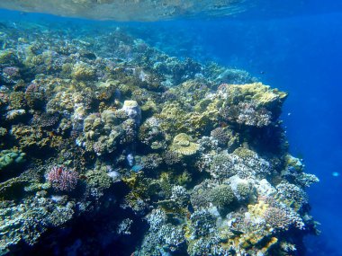 Mısır 'daki geniş mercan ve resif sakinleri.