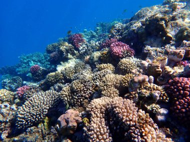 Mısır 'daki geniş mercan ve resif sakinleri.