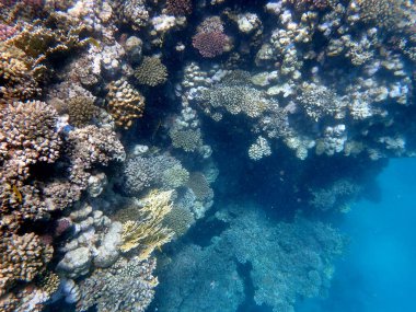 Mısır 'daki geniş mercan ve resif sakinleri.