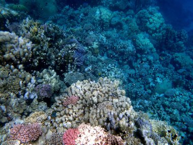 Mısır 'daki geniş mercan ve resif sakinleri.