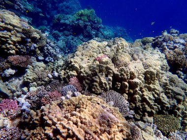 Mısır 'daki geniş mercan ve resif sakinleri.