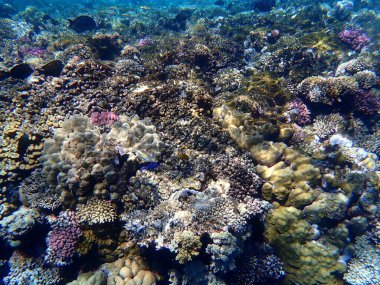 Mısır 'daki geniş mercan ve resif sakinleri.