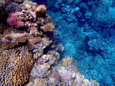 Mısır 'daki geniş mercan ve resif sakinleri.