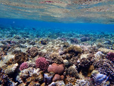 Mısır 'daki geniş mercan ve resif sakinleri.