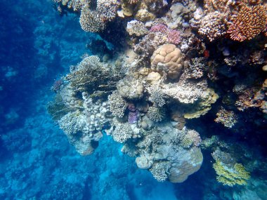 Mısır 'daki geniş mercan ve resif sakinleri.