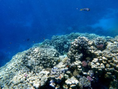 Mısır 'daki geniş mercan ve resif sakinleri.