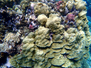 Mısır 'daki geniş mercan ve resif sakinleri.