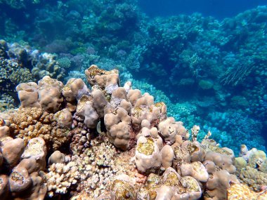 Mısır 'daki geniş mercan ve resif sakinleri.