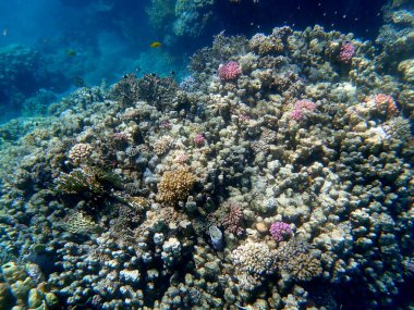 Mısır 'daki geniş mercan ve resif sakinleri.