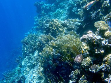 Mısır 'daki geniş mercan ve resif sakinleri.
