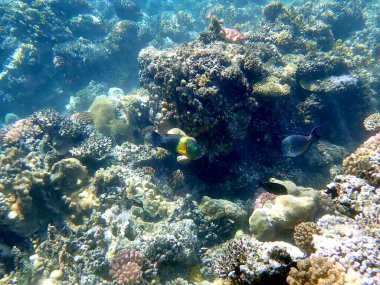 Mısır 'daki geniş mercan ve resif sakinleri.