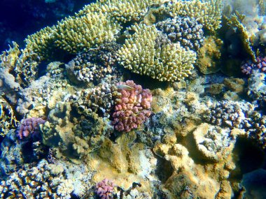 Mısır 'daki geniş mercan ve resif sakinleri.