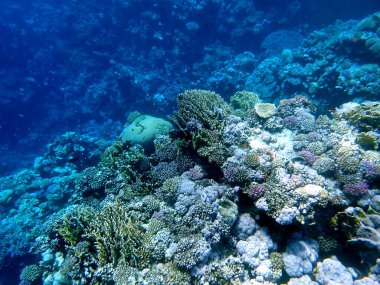 Mısır 'daki geniş mercan ve resif sakinleri.