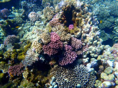 Mısır 'daki geniş mercan ve resif sakinleri.