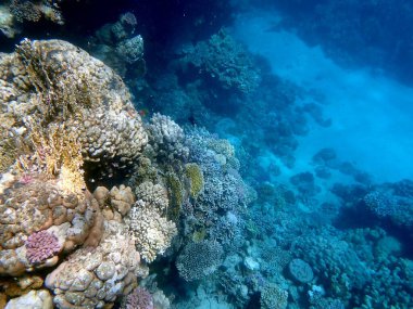 Mısır 'daki geniş mercan ve resif sakinleri.