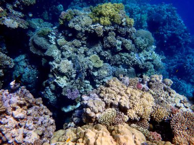Mısır 'daki geniş mercan ve resif sakinleri.