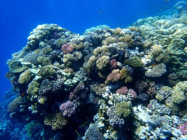 Mısır 'daki geniş mercan ve resif sakinleri.