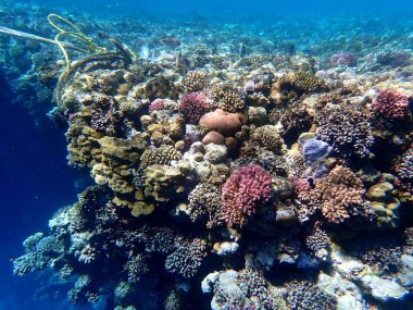 Mısır 'daki geniş mercan ve resif sakinleri.