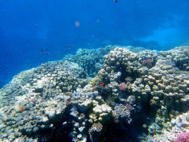 Mısır 'daki geniş mercan ve resif sakinleri.