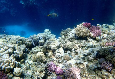 Mısır 'daki geniş mercan ve resif sakinleri.