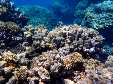Mısır 'daki geniş mercan ve resif sakinleri.