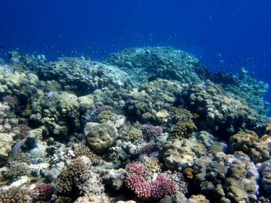 Mısır 'daki geniş mercan ve resif sakinleri.