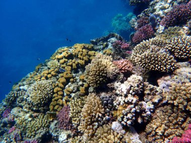 Mısır 'daki geniş mercan ve resif sakinleri.