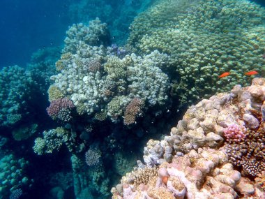 Mısır 'daki geniş mercan ve resif sakinleri.