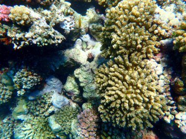 Mısır 'daki geniş mercan ve resif sakinleri.