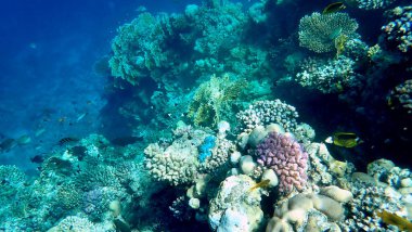 Mısır 'daki geniş mercan ve resif sakinleri.