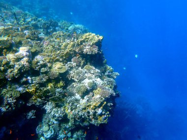 Mısır 'daki geniş mercan ve resif sakinleri.