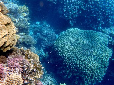 Mısır 'daki geniş mercan ve resif sakinleri.