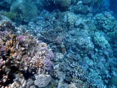 Mısır 'daki geniş mercan ve resif sakinleri.
