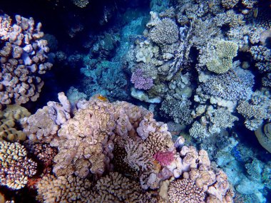 Mısır 'daki geniş mercan ve resif sakinleri.