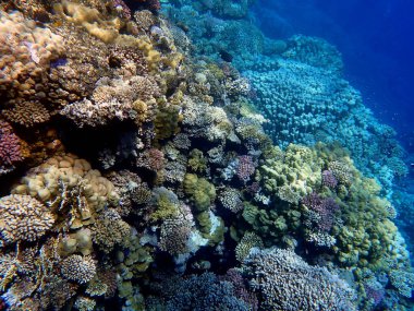 Mısır 'daki geniş mercan ve resif sakinleri.