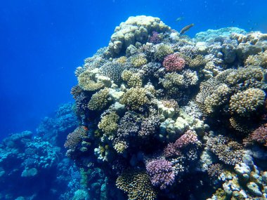 Mısır 'daki geniş mercan ve resif sakinleri.