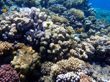 Mısır 'daki geniş mercan ve resif sakinleri.