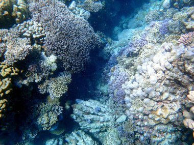 Mısır 'daki geniş mercan ve resif sakinleri.