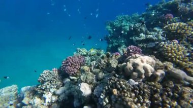 Kızıl denizdeki renkli resiflerde şnorkelle yüzmek