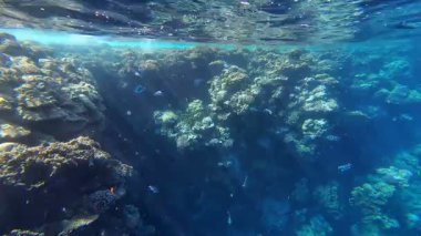 Kızıl denizdeki renkli resiflerde şnorkelle yüzmek