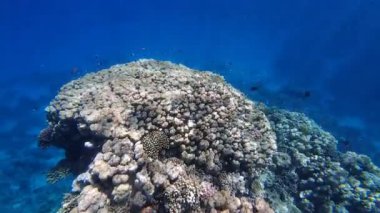 Kızıl denizdeki renkli resiflerde şnorkelle yüzmek