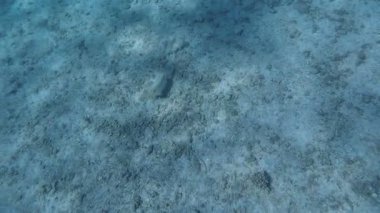 Kızıl denizdeki renkli resiflerde şnorkelle yüzmek