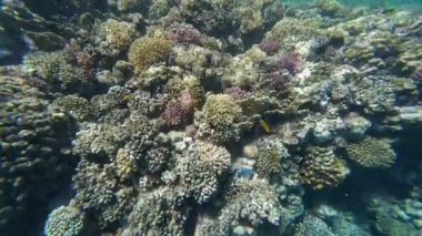 Kızıl denizdeki renkli resiflerde şnorkelle yüzmek