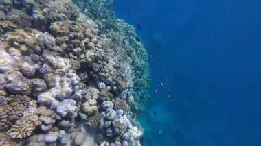 Kızıl denizdeki renkli resiflerde şnorkelle yüzmek