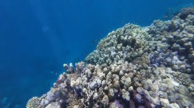 Kızıl denizdeki renkli resiflerde şnorkelle yüzmek