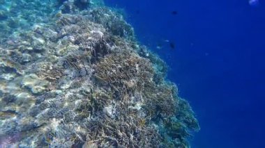 Kızıl denizdeki renkli resiflerde şnorkelle yüzmek