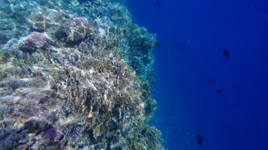 Kızıl denizdeki renkli resiflerde şnorkelle yüzmek