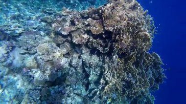 Kızıl denizdeki renkli resiflerde şnorkelle yüzmek